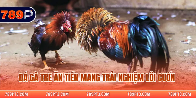 Đá gà tre ăn tiền mang trải nghiệm lôi cuốn